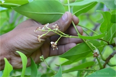 Schrebera swietenioides